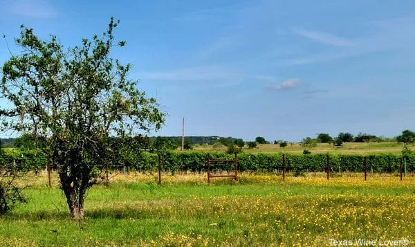 Rows of grapevines at Bull Lion Ranch & Vineyard estate.