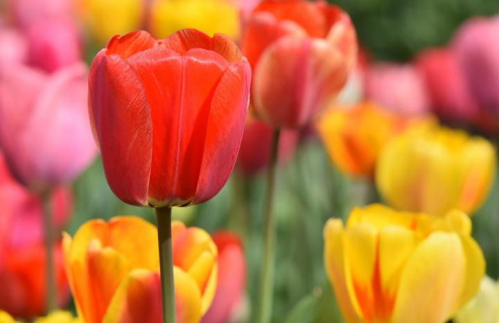 Colorful tulips blooming in spring, signifying the first day of spring