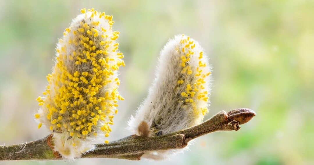 Close-up of a pollen sampling device